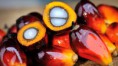/album/fotogaleria-aceite-de-palma/palm-oil-fruit-jpg/